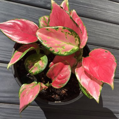 Aglaonema 'Pink Dalmatian ; syn. Aglaonema  commutatum 'Pink Dalmatian'