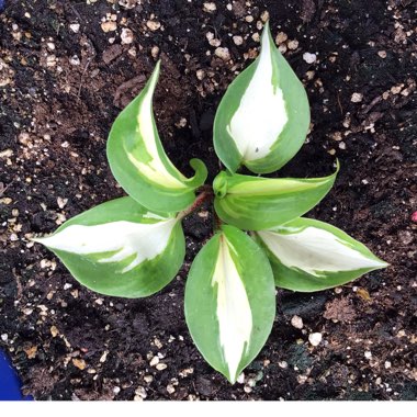 Hosta 'Raspberry Sundae'