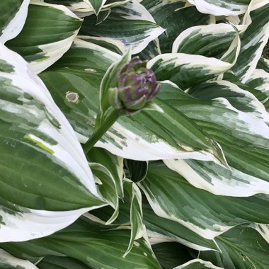 Hosta 'Aureomarginata' (ventricosa) syn. Hosta ventricosa 'Aureomarginata', Hosta 'Variegata' (ventricosa), Hosta 'Ventricosa Variegata'