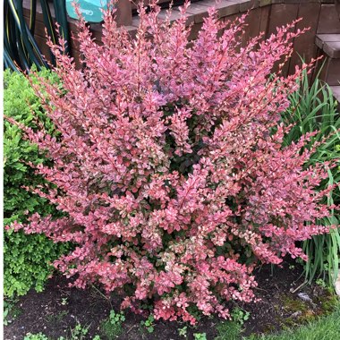 Berberis thunbergii 'Rose Glow'