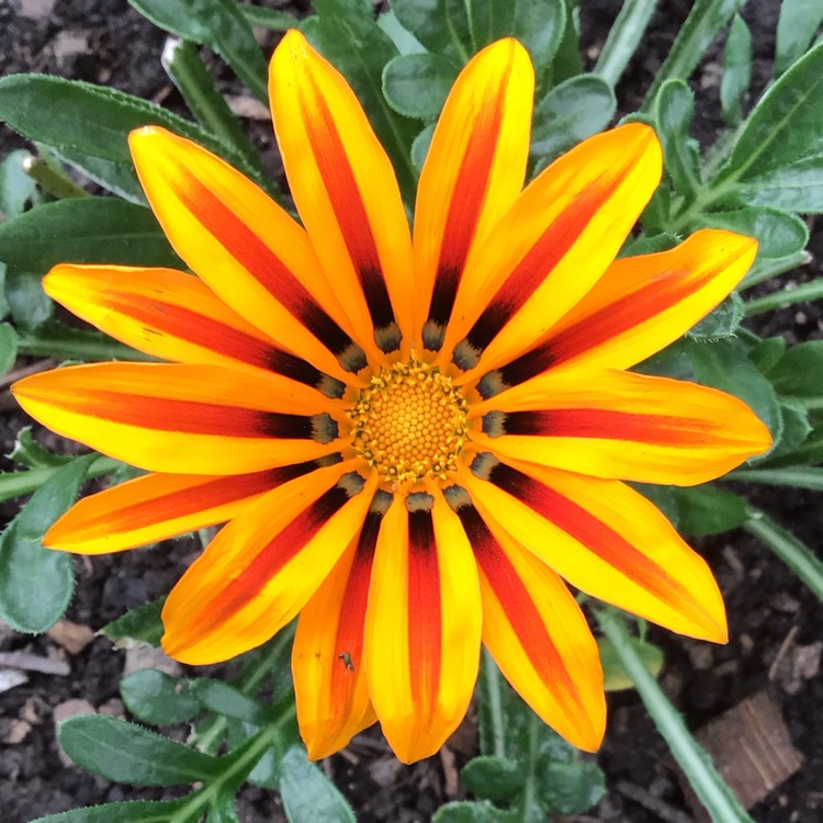 Gazania 'Sunbathers Tikal', Treasure Flower 'Sunbathers Tikal ...