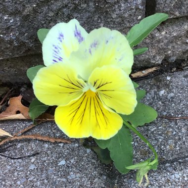 Viola arvensis