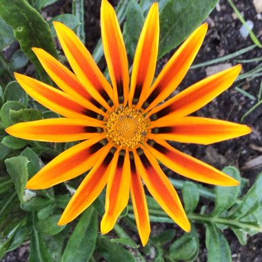 Gazania 'Sunbathers Tikal'