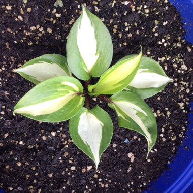 Hosta 'Raspberry Sundae'