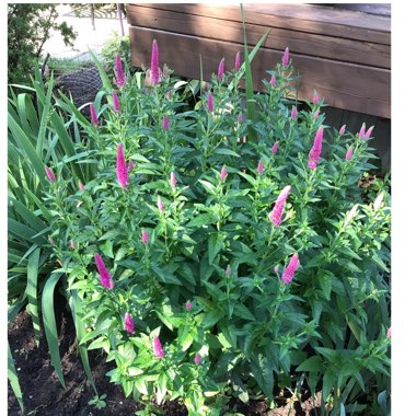 Veronica longifolia 'Alllove' syn. Veronica longifolia 'First Love'