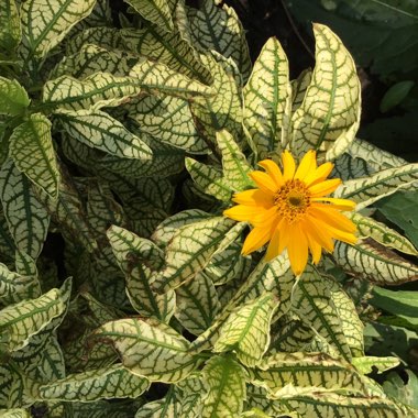 Heliopsis Helianthoides 'Sunstruck' PP22524