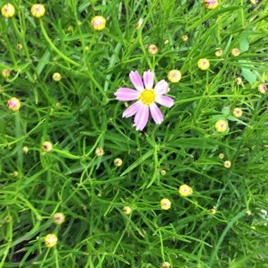 Coreopsis verticillata 'Show Stopper'