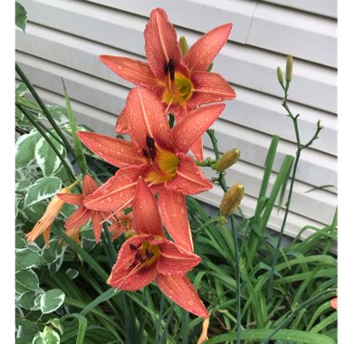 Hemerocallis fulva