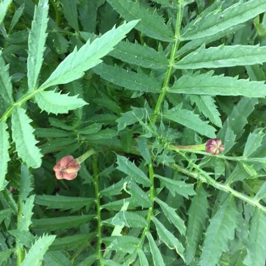 Tagetes patular 'Sparky Mixed'