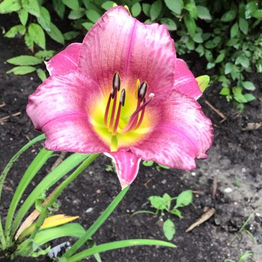 Hemerocallis 'Mildred Mitchell'