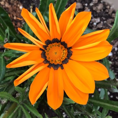 Gazania 'Orange Flame'