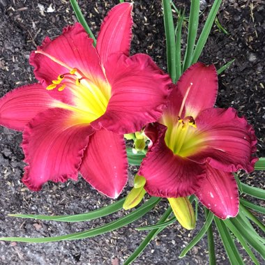 Hemerocallis 'Amadeus'