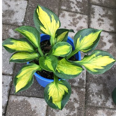 Hosta