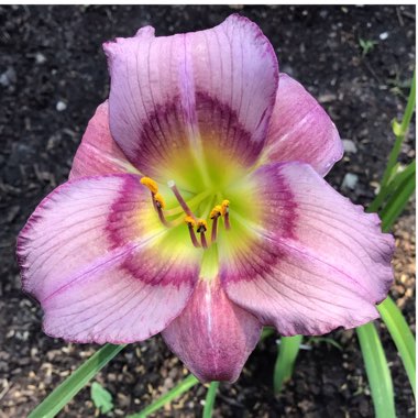 Hemerocallis 'Mildred Mitchell'