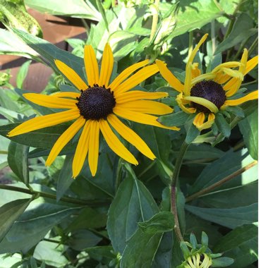 Rudbeckia fulgida var. sullivantii 'Goldsturm'