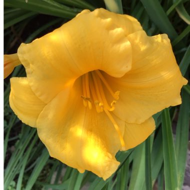 Hemerocallis 'Stella De Oro'