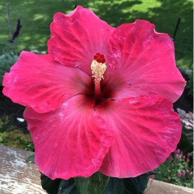 Hibiscus Rosa-Sinensis 'Hawaiian Punch'