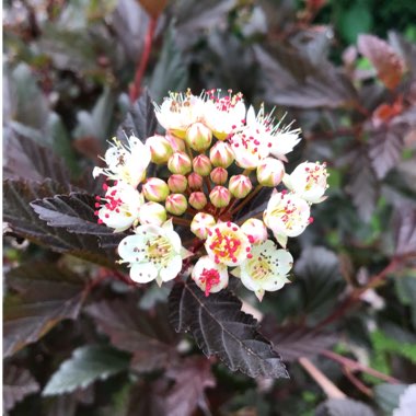 Physocarpus opulifolius 'Monlo' syn. Physocarpus opulifolius 'Diabolo'