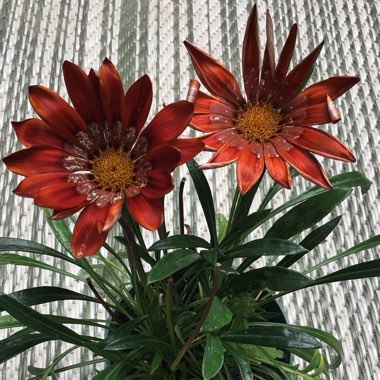 Gazania rigens 'Giant Bronze Striped'