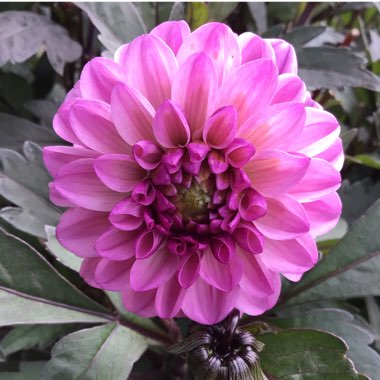 Dahlia (Border Varieties)