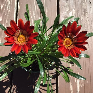 Gazania rigens 'Giant Bronze Striped'