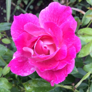 Rosa 'Probril' syn. Rosa 'Brilliant Pink Iceberg'