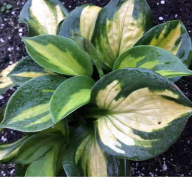 Hosta