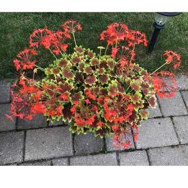 Pelargonium 'Vancouver Centennial'