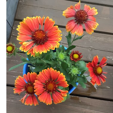 Gaillardia Aristata