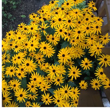 Rudbeckia fulgida var. sullivantii 'Goldsturm'