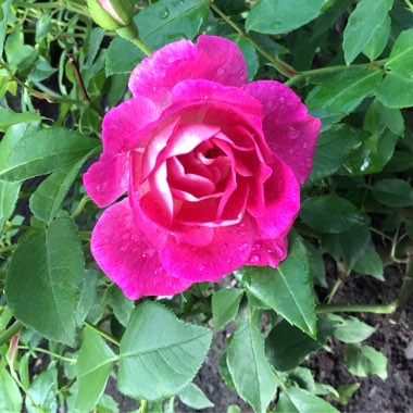 Rosa 'Probril' syn. Rosa 'Brilliant Pink Iceberg'