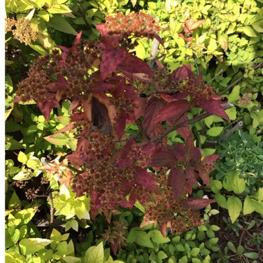 Spiraea japonica 'Goldmound'