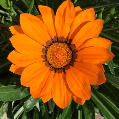 Gazania 'Orange Flame'