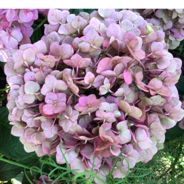 Hydrangea macrophylla 'Bailmacfive' (Endless Summer Series) syn. Hydrangea macrophylla 'Summer Crush'