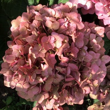 Hydrangea macrophylla 'Bailmacfive' (Endless Summer Series) syn. Hydrangea macrophylla 'Summer Crush'