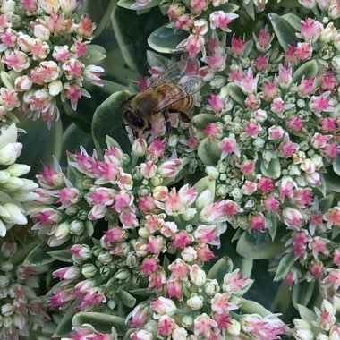 Sedum ‘Autumn Charm'