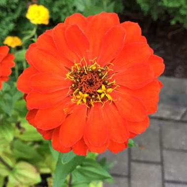 Zinnia elegans