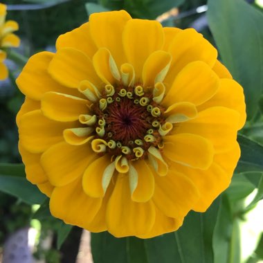 Zinnia elegans