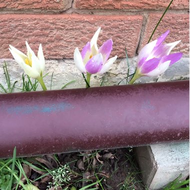 Colchicum autumnale 'Album'