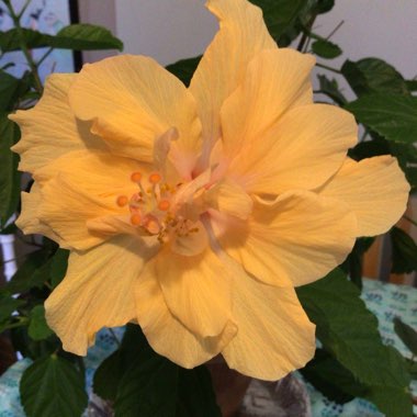 Hibiscus rosa-sinensis