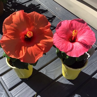 Hibiscus Rosa-Sinensis 'Hawaiian Punch'