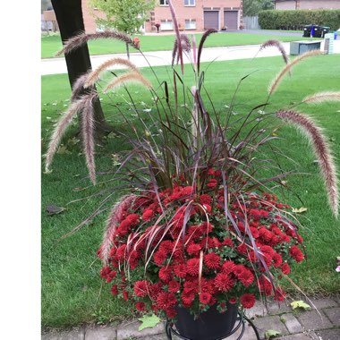 Chrysanthemum 'Meridian Red'