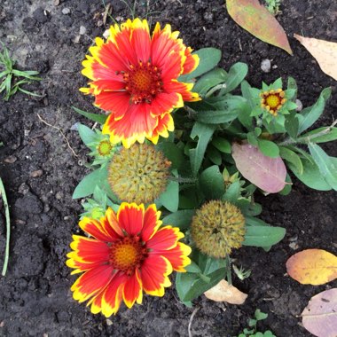 Gaillardia Aristata