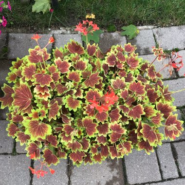 Pelargonium 'Vancouver Centennial'