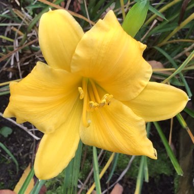 Hemerocallis 'Stella De Oro'