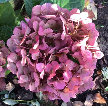 Hydrangea macrophylla 'Bailmacfive' (Endless Summer Series) syn. Hydrangea macrophylla 'Summer Crush'