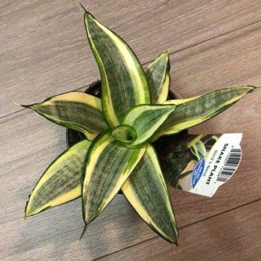 Sansevieria trifasciata 'Golden Hahnii'