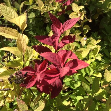 Spiraea japonica 'Goldmound'