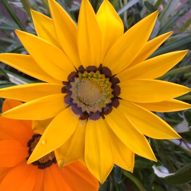 Gazania splendens 'Sunshine Mixed'