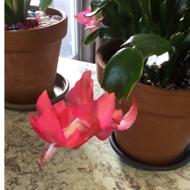 Schlumbergera truncata